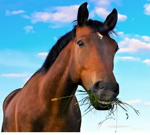 Haus Am Berg Dom wakacyjny Bad Bertrich
